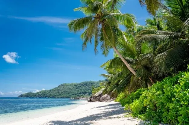 Sunny tropical beach with lush palm trees and clear turquoise waters.
