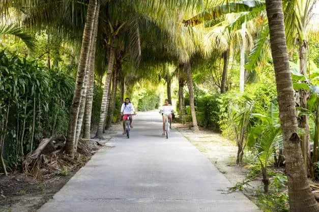 Tropical pathway surrounded by lush palm trees and greenery.