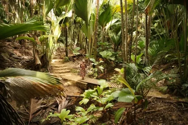 Tropical jungle pathway surrounded by lush green foliage.